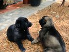 Lion Shaped Puppy