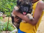 Lion Shepherd Puppies