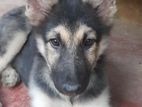 Lion Shepherd Puppy