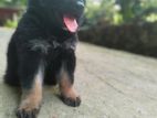 Lion Shapherd Puppies