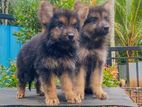 Lion Shapherd Long Coat Puppies