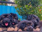 lion Shepherd Long Coat Puppies