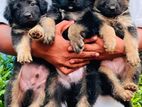 Lion Shepherd Puppies