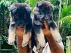 Lion shapherd puppies