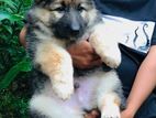 Lion Shapherd Puppies