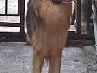 Lion Sharped for Crossing