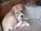 Lion Pomeranian Puppy