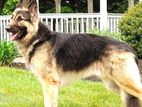Lion Shepard Dog
