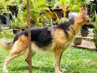 Long Coat Female German Shepherd Dog