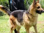 Long Coat Female German Shepherd