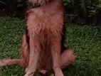 Lion Shepard Dog