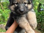 Lion Shepard female puppy