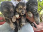 Lion Shepherd Puppies