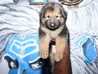German Shepherd Puppies