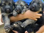 Lion Shepard Puppies