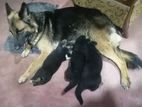 Lion Shepard puppies.. One month old