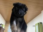 Lion Shepard puppy