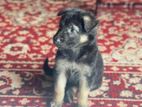 Lion Shepherd Puppy