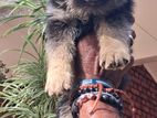 Lion Sheperd Male Puppy