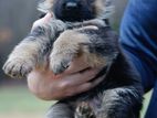Lion Pomeranian Puppies