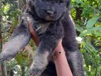 Lion Shepherd Puppy