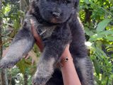 Lion Shepherd Puppy