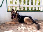 Lion Shepherd Dog for Crossing