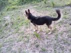 Lion Shepherd Dogs