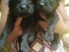 Lion Shepherd and Labrador Crossed Puppies