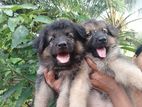 Lion Shepherd Puppies