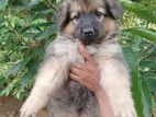 Lion Shepherd බලු පැටව්