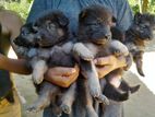 Lion Shepherd Puppies