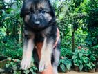 Lion Shepherd Crossed Puppy