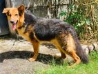 Lion Shepherd Dog for Crossing