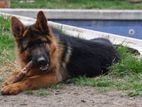 Lion Shepherd Dog for Crossing