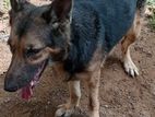 Lion Shepherd Dog