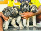 Lion Shepherd Dog