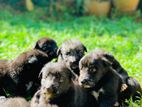 Lion Shepherd Dog