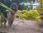 Lion Shepherd Dog