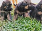 Lion Shepherd Puppies