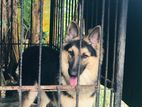 Lion Shepherd Female Dog