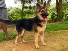 Lion Shepherd Female Dog