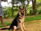 Lion Shepherd Female Dog