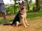 Lion Shepherd Female Dog