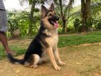 Lion Shepherd Female Dog