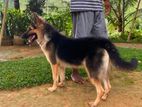 Lion Shepherd (Female Dog )