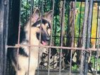 Lion Shepherd Female Dog