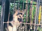 Lion Shepherd Female Dog