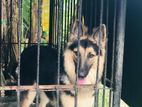 Lion Shepherd Female Dog