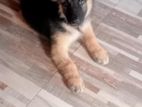Lion Shepherd Female Puppy